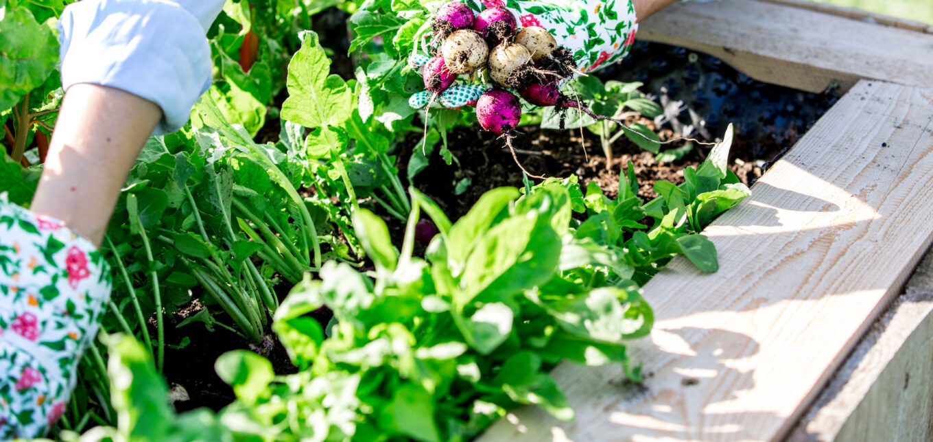 Succession Planting Vegetables – Mother Earth News - Vimarsana News